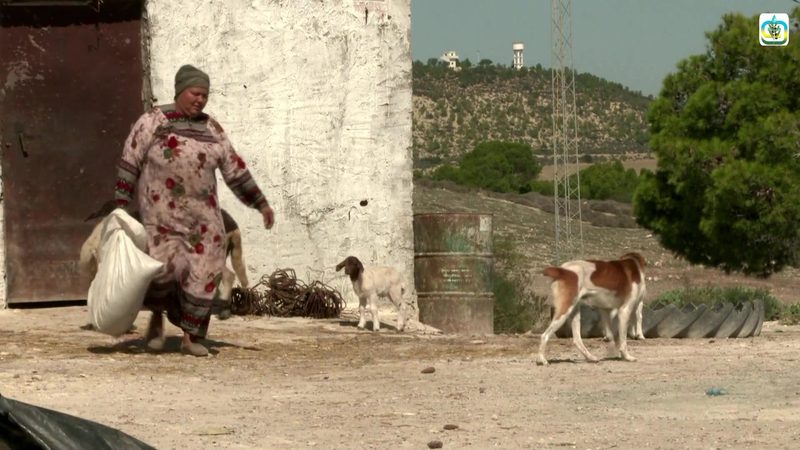 تونس تقتني نحو سبعة وعشرين ألف طن من علف الذرة