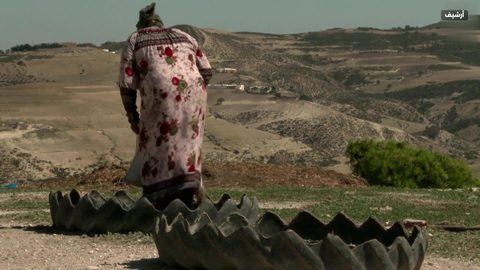 تونس تقتني نحو سبعة وعشرين ألف طن من علف الذرة
