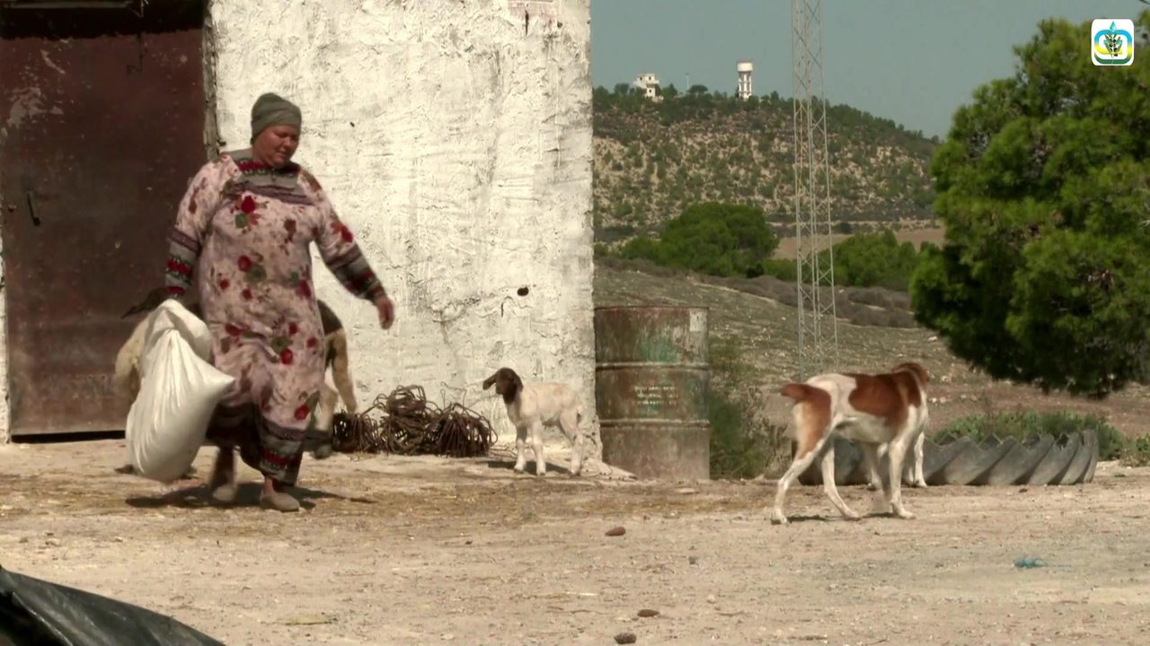 تونس تقتني نحو سبعة وعشرين ألف طن من علف الذرة